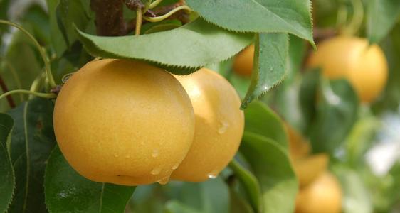 秋月梨廠家直銷 秋月梨*惠