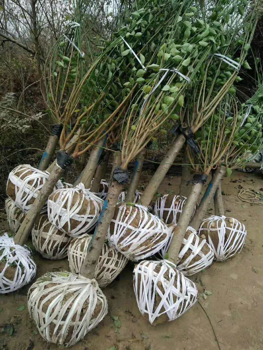 美人梅基地批發(fā)價(jià)格、江蘇美人梅種植