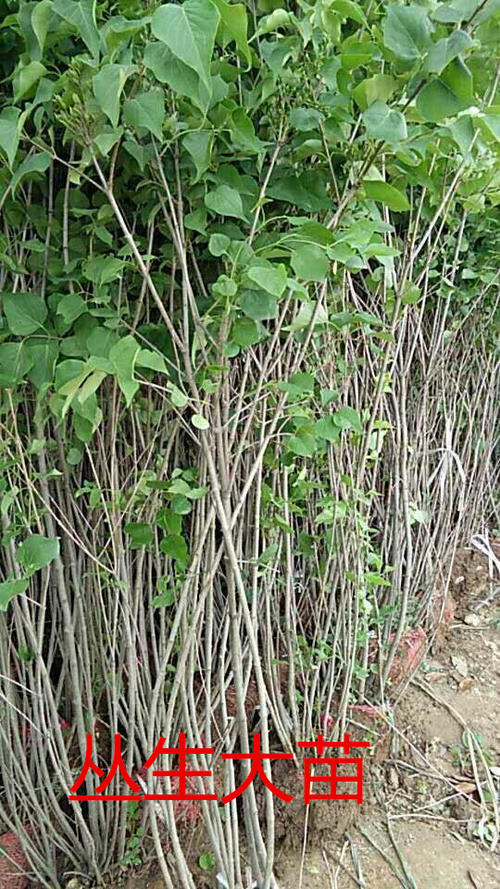 丁香種植基地，大量批發(fā)，量大從優(yōu)