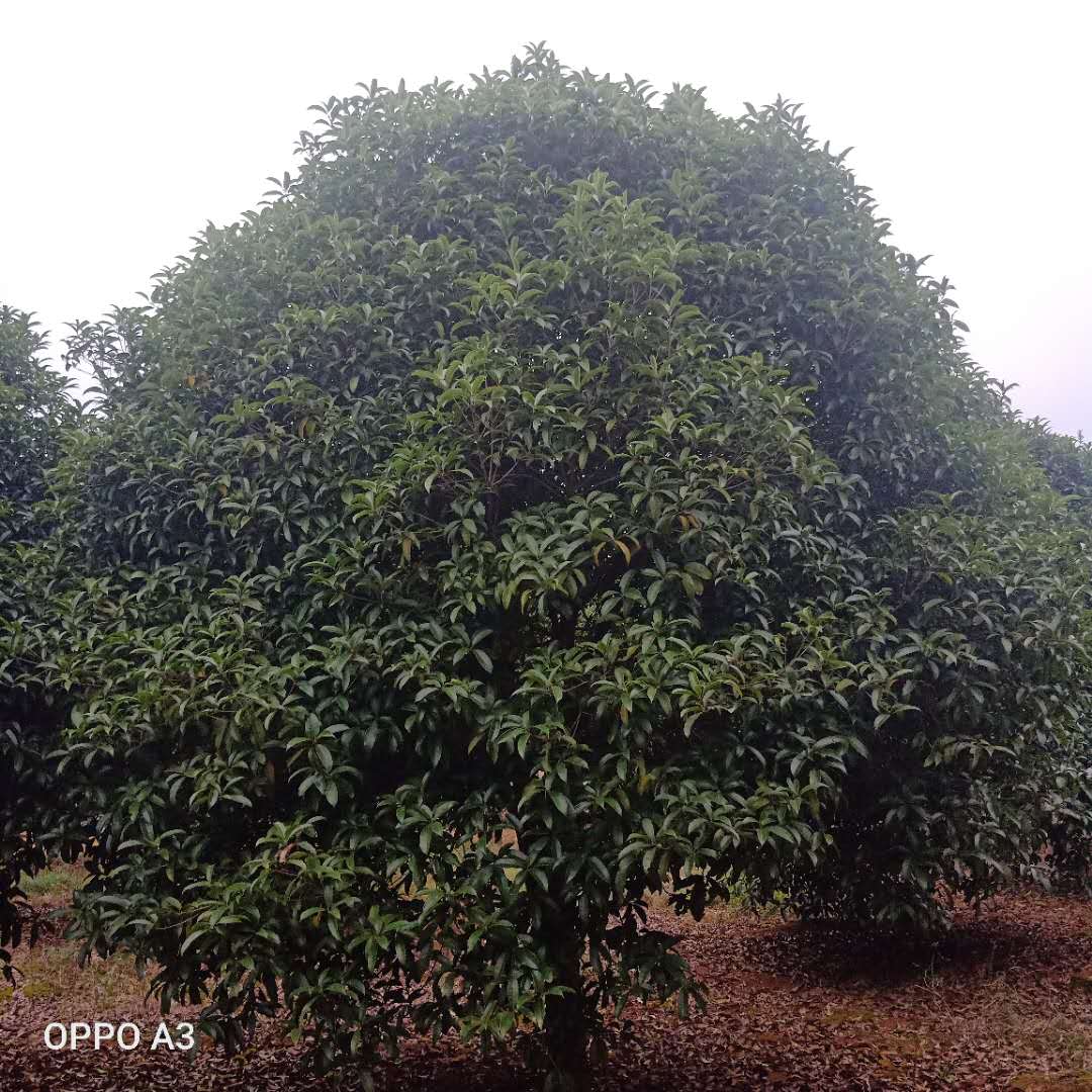 鷹潭專業(yè)種植柳葉金桂基地 批發(fā)各種規(guī)格綠化苗木【永修縣陳氏苗木種植場】