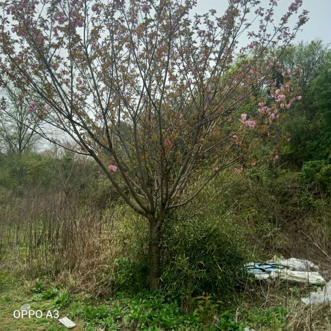 南昌晚櫻種植基地 大量批發(fā)綠化苗木 基地直銷