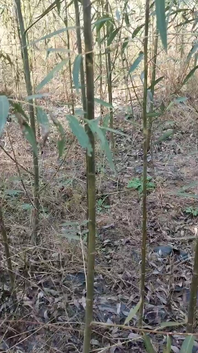 1公分 2公分 3公分竹柳苗 速生竹柳  竹柳苗 竹柳段 截桿苗圃*