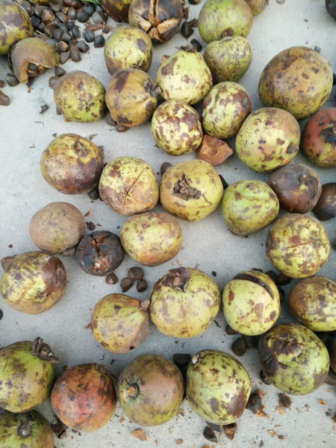 超劃算，湖南華碩油茶苗基地批發(fā) 華碩油茶苗產(chǎn)地供應(yīng)價格便宜-攸縣勇宇油茶種植合作社