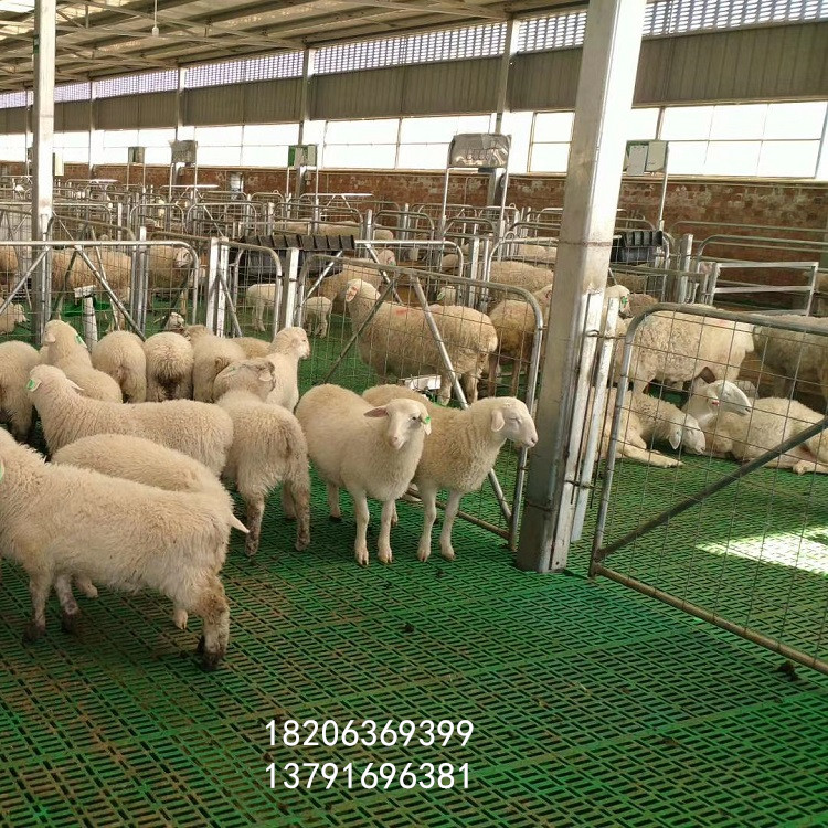 方便安裝塑料羊床板湖羊養(yǎng)殖漏糞板幼羊不卡羊蹄塑料羊糞板