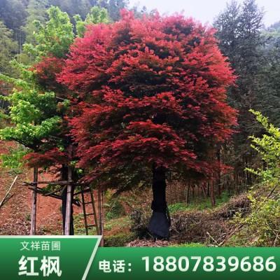 重慶10公分美國(guó)紅楓種植基地批發(fā)價(jià)格、美國(guó)紅楓小苗哪有賣【全州縣文祥苗圃】