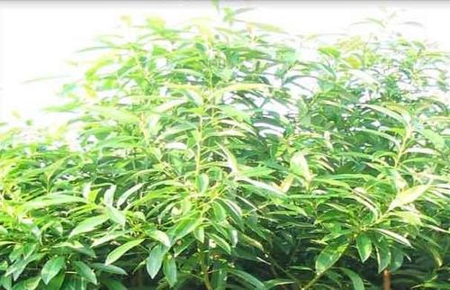 紅花荷批發(fā)直銷 *惠