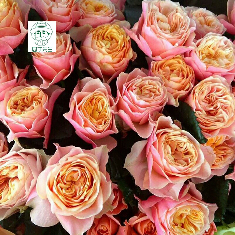 棒棒糖月季 溫柔珊瑚心