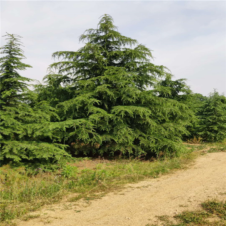 雪松山東泰安岱岳區(qū)