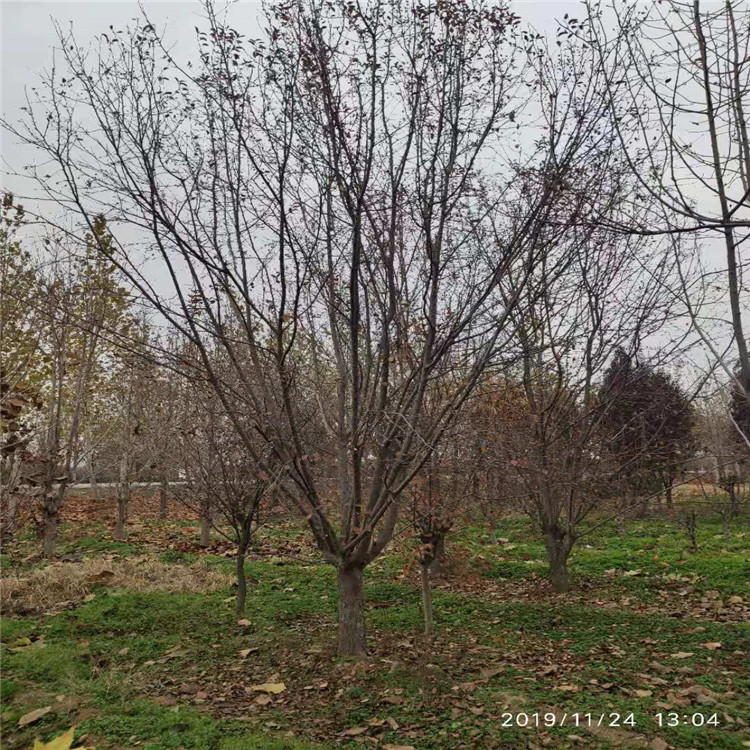 絢麗海棠山東泰安岱岳區(qū)