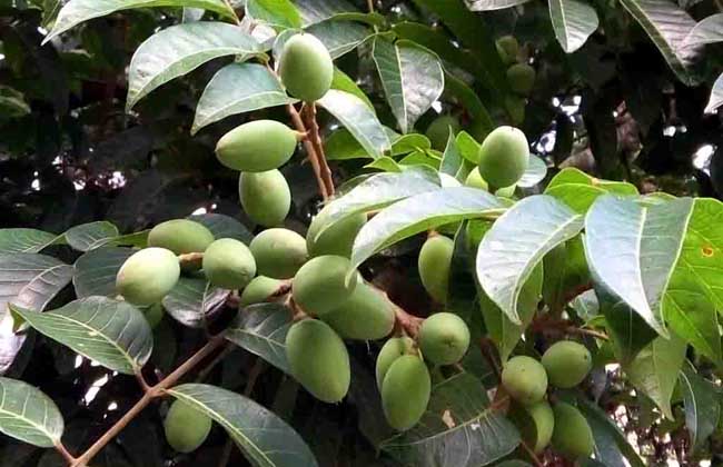 供應(yīng)黃欖樹和橄欖樹基地 玉林柚子樹與黑欖樹苗廠家