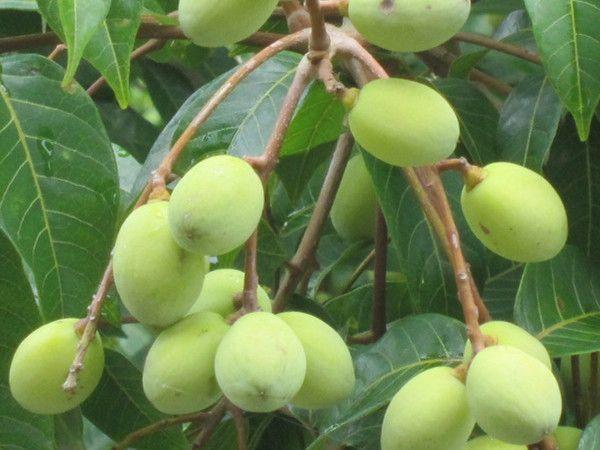 供應(yīng)黃欖樹和橄欖樹基地 玉林柚子樹與黑欖樹苗廠家
