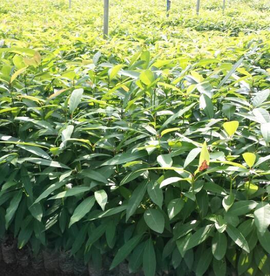 供應廣西香粉樹苗和刨花楠苗 香膠木苗與火力楠苗簡訊
