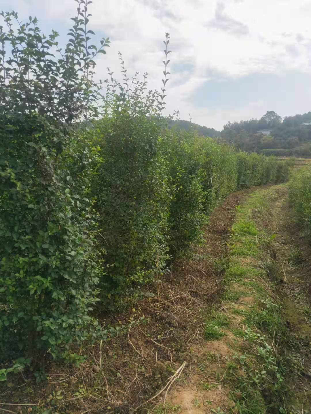 毛葉丁香柱子廠家供應(yīng)