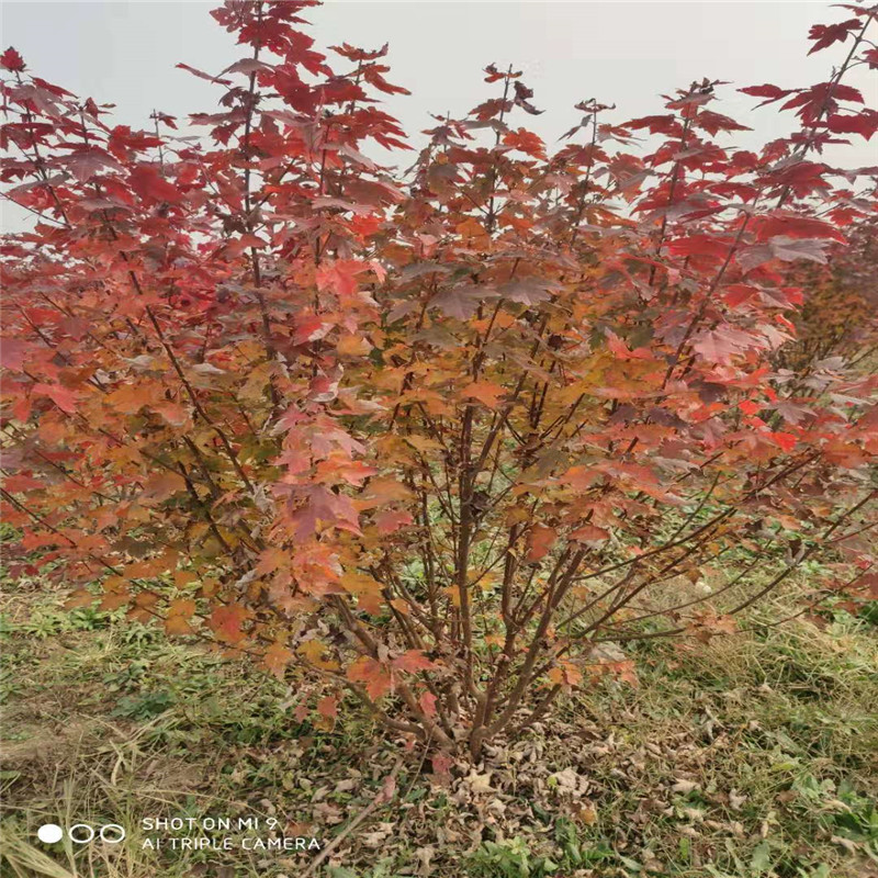 美國(guó)紅楓樹苗山東泰安岱岳區(qū)