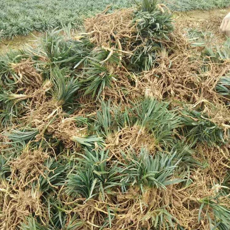 玉龍草廠家直銷 現(xiàn)貨供應