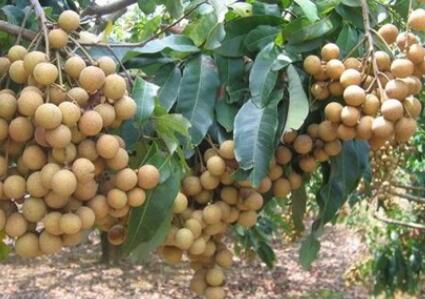 供應(yīng)玉林龍眼樹(shù)品種 石峽龍眼苗和儲(chǔ)良龍眼苗基地