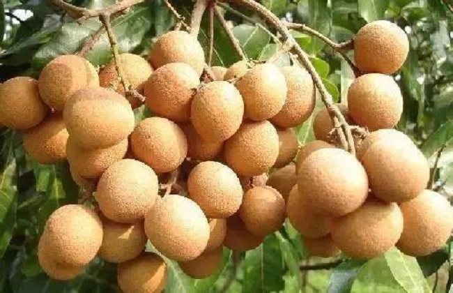 供應(yīng)玉林龍眼樹(shù)品種 石峽龍眼苗和儲(chǔ)良龍眼苗基地
