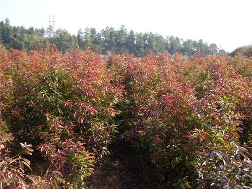供應(yīng)湖北雞爪槭苗基地%湖北優(yōu)質(zhì)雞爪槭苗/雞爪槭苗經(jīng)銷商批發(fā)直銷價(jià)格/優(yōu)質(zhì)雞爪槭苗哪家好