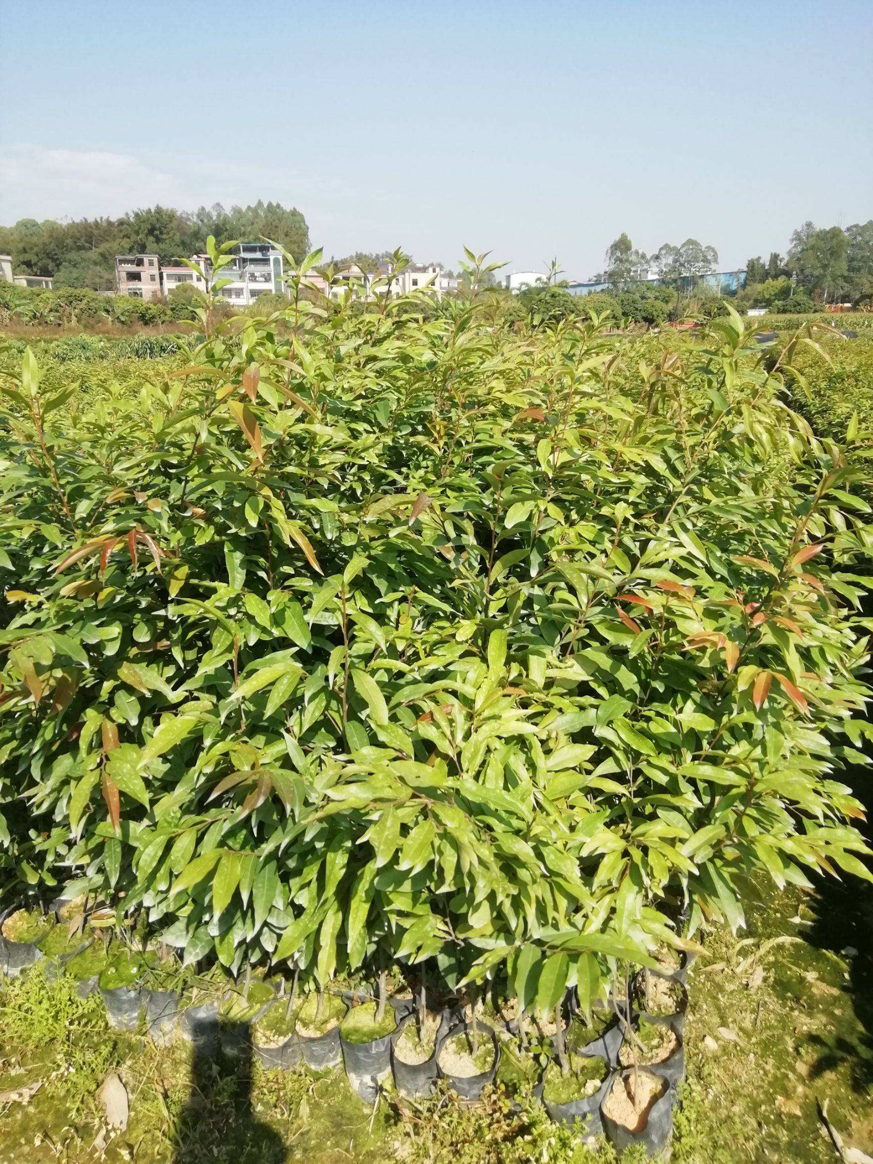 供應(yīng)紅椎種子和火力楠種子和廣西油茶種子簡介