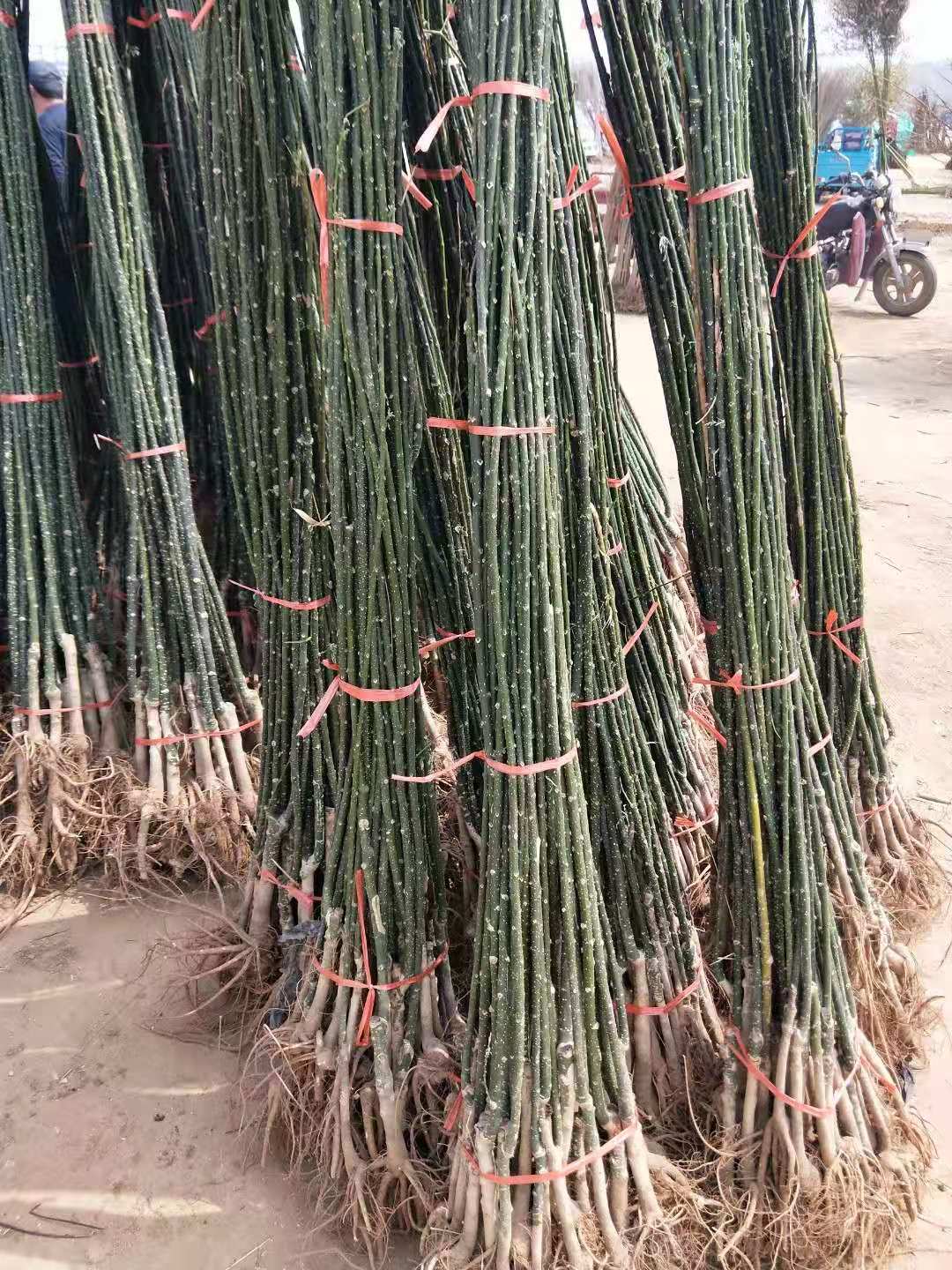 國懷樹苗批發(fā)  國懷樹苗大量銷售  國懷樹苗基地  國懷樹苗常年供應(yīng)