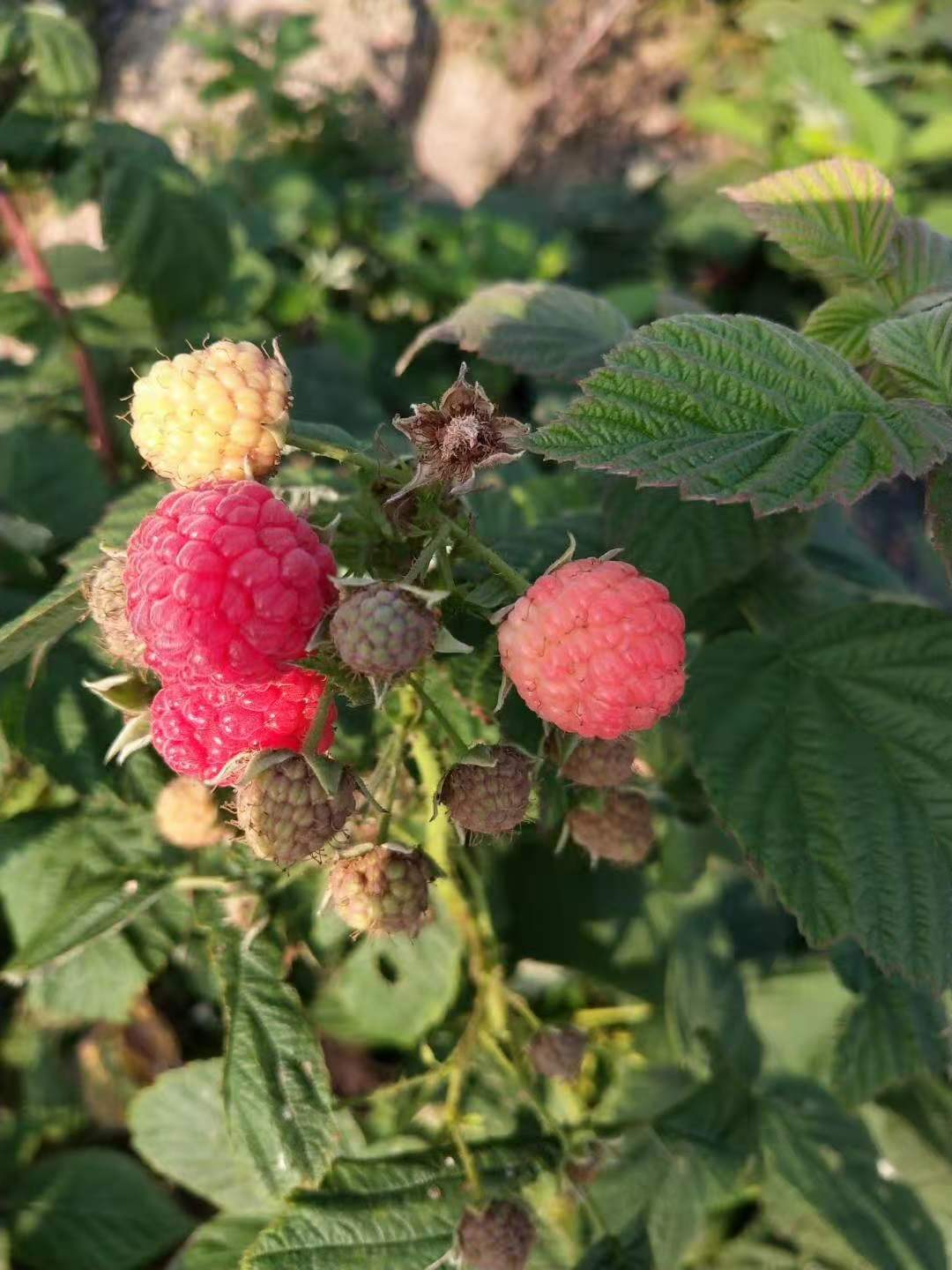 樹莓苗 雙季紅樹莓苗批發(fā) 秋福紅樹莓