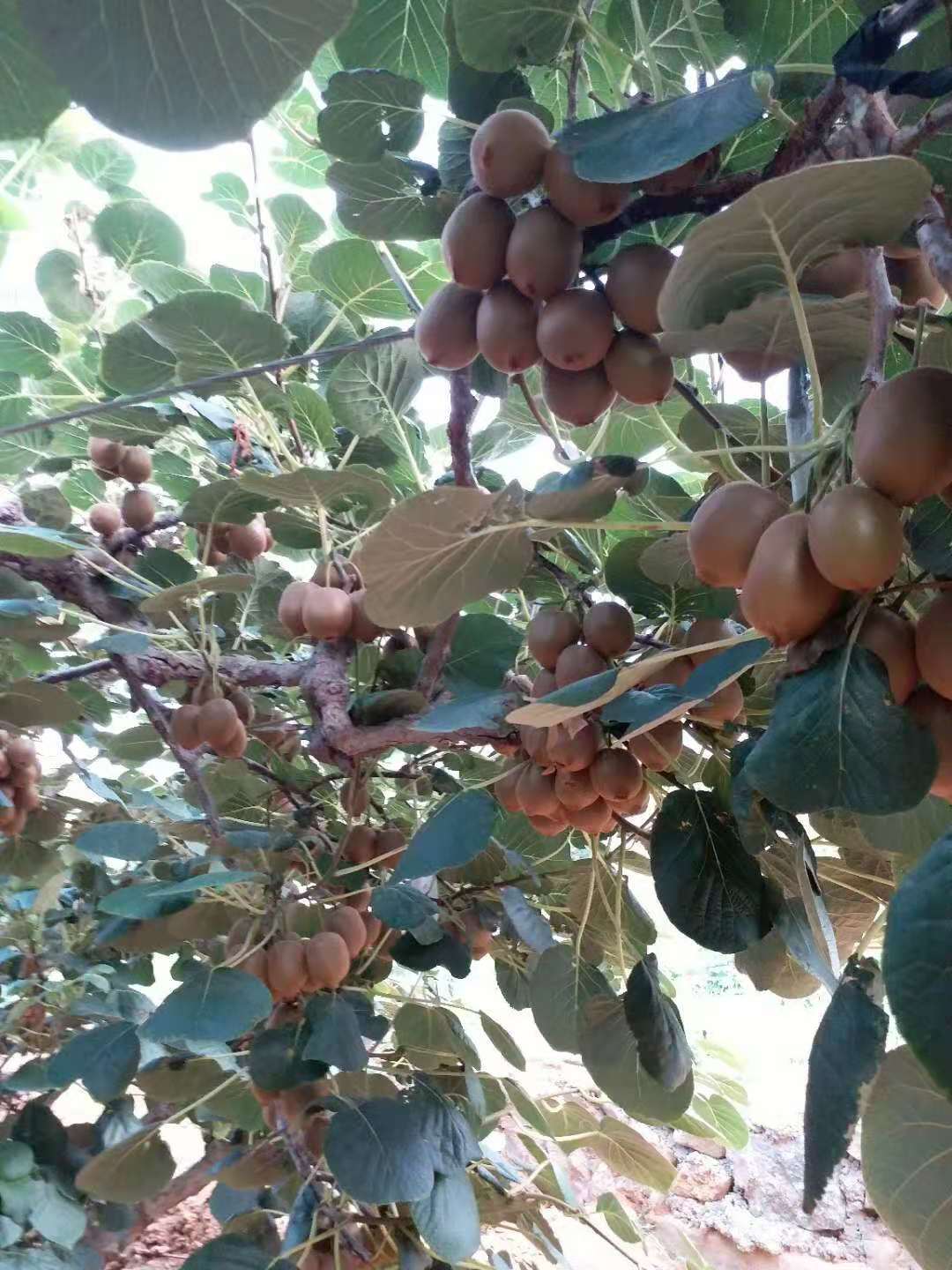 獼猴桃苗種植基地 紅陽獼猴桃苗品種純正 批發(fā)價(jià)格量大優(yōu)惠