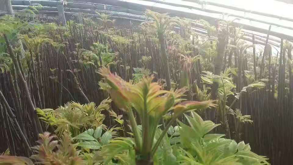 紅油香椿苗批發(fā) 香椿苗價(jià)格 香椿樹(shù)苗 成活率高 品種齊全