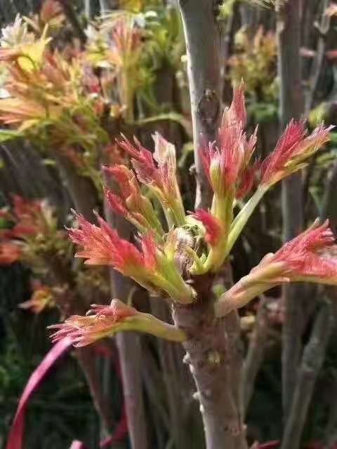 紅油香椿苗批發(fā) 香椿苗價(jià)格 香椿樹(shù)苗 成活率高 品種齊全
