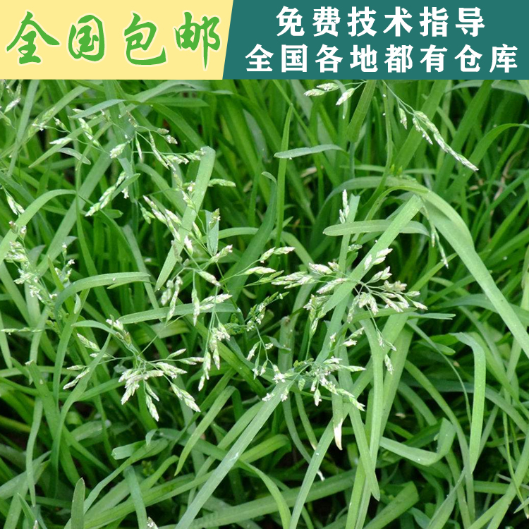 江西南昌基地直發(fā)紅三葉種子江西南昌白三葉草籽進口草坪種子庭院護坡耐踐踏草籽批發(fā) 早熟禾種子
