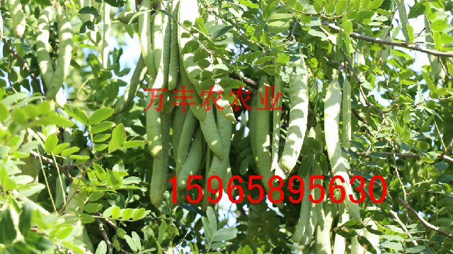 皂角魯皂一號(hào)皂角