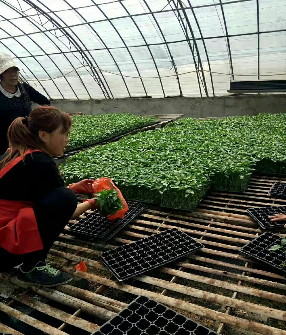 蔬菜苗種子辣椒種苗黃皮辣椒苗線椒