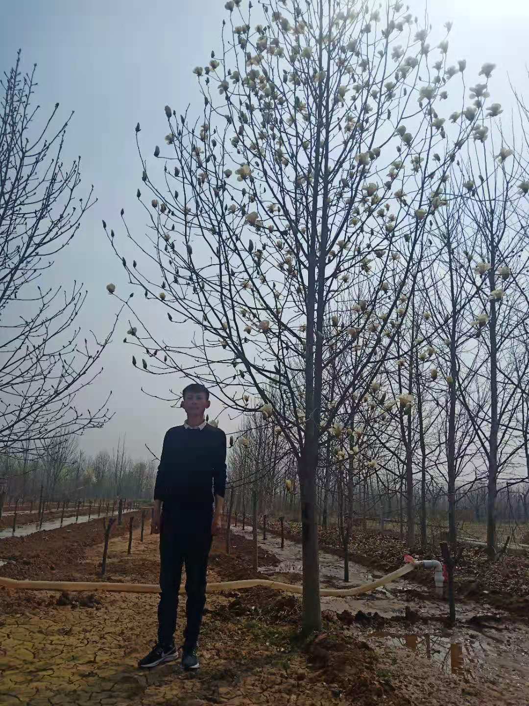 山東白玉蘭基地直銷、批發(fā)、產(chǎn)地出售、價(jià)格【邳州市銀杏森林苗圃場總部】