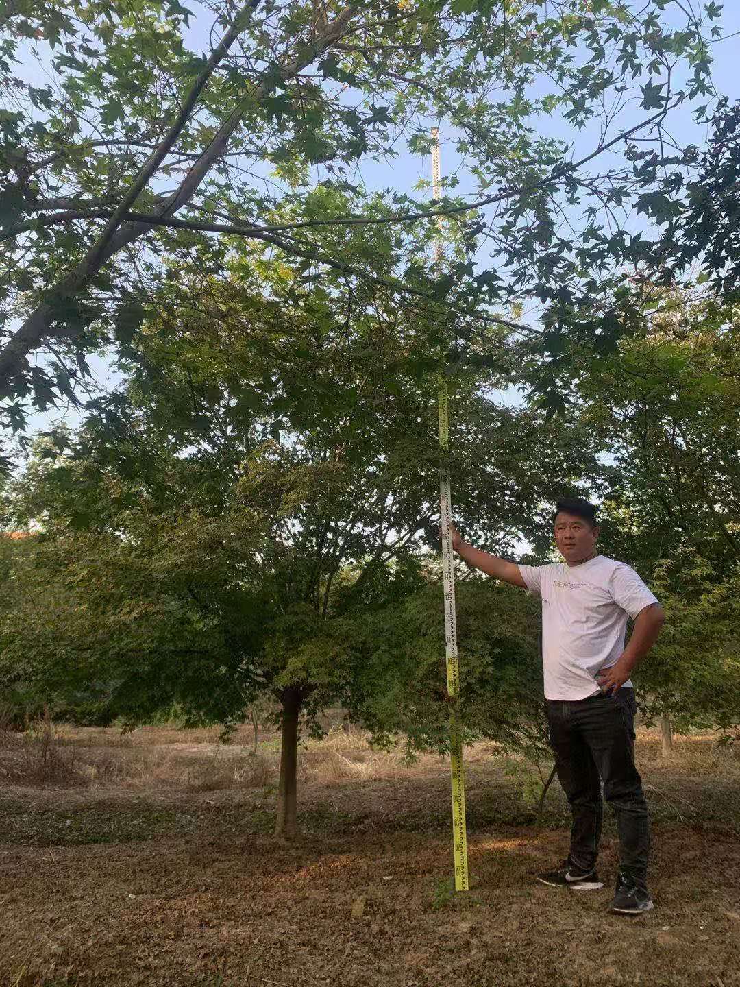 真不錯！重慶10公分雞爪槭 重慶10公分雞爪槭苗木基地批發(fā)-邳州市銀杏森林苗圃場總部