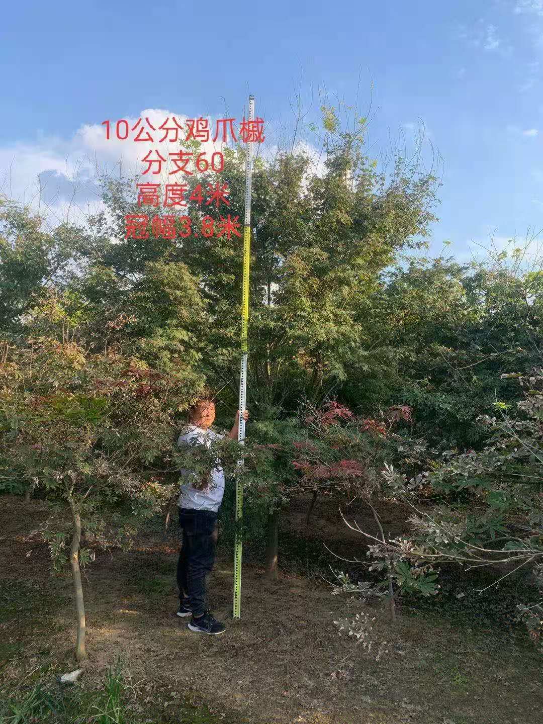 山東10公分雞爪槭-山東10公分雞爪槭價格-山東10公分雞爪槭批發(fā)