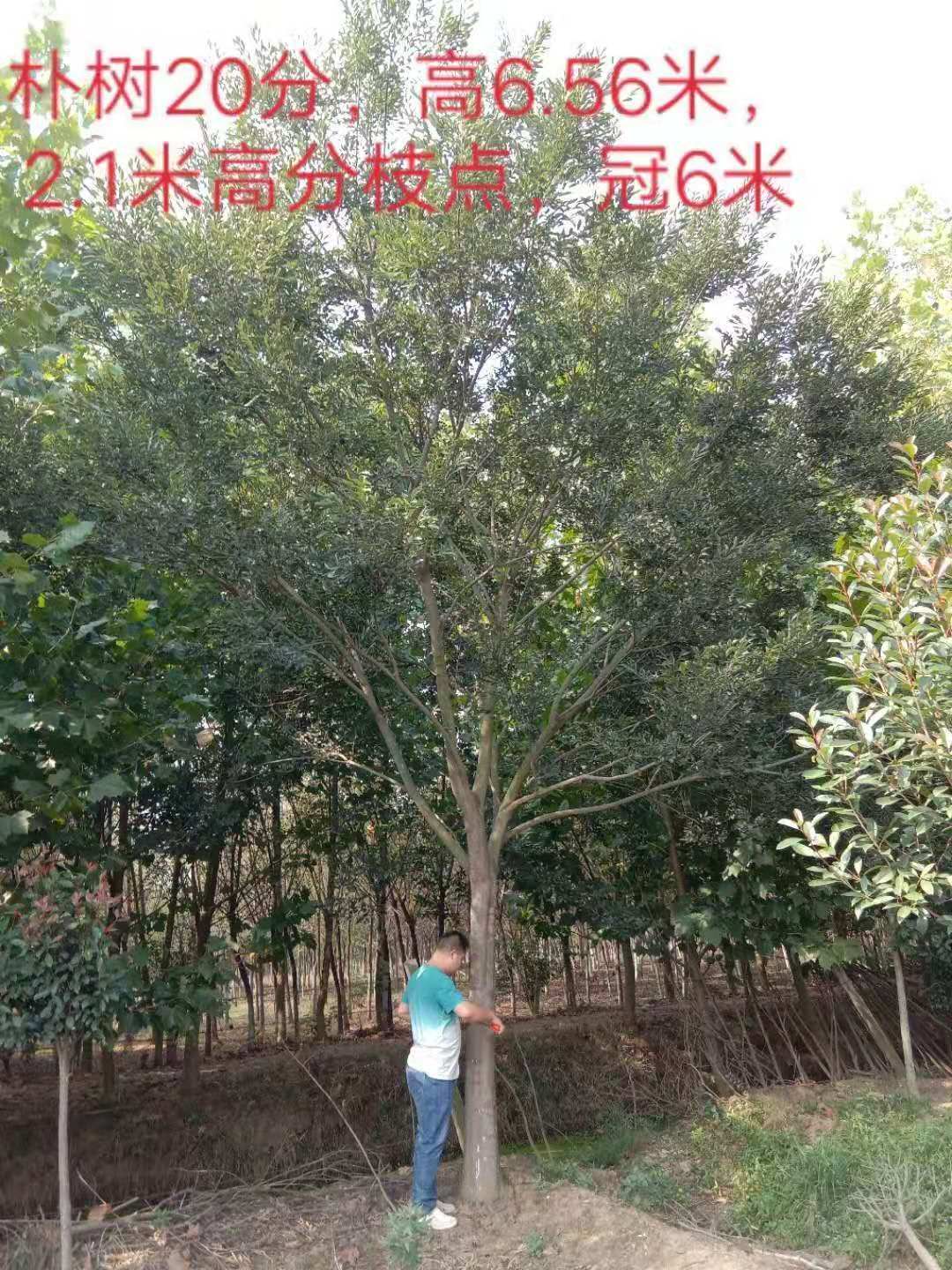 湖南樸樹一棵多少錢、基地直銷、大量供應(yīng)【邳州市銀杏森林苗圃場總部】