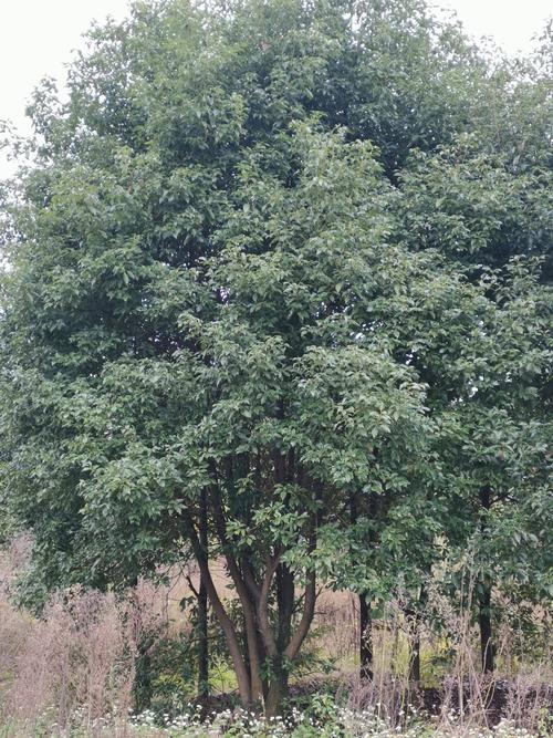 湖南切桿香樟價格、種植園、批發(fā)【湖南岳陽苗木】