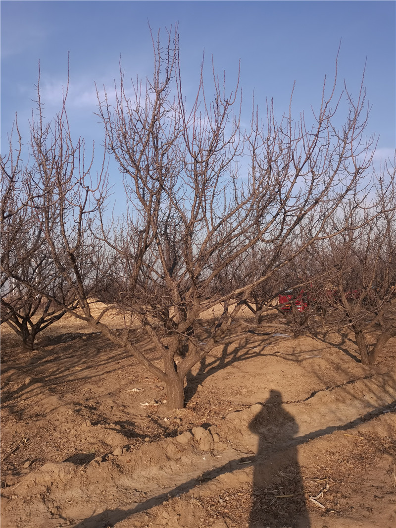 【供應(yīng)】陜西山杏樹供貨商_供應(yīng)商_廠家報(bào)價(jià)【懷來縣強(qiáng)宇八棱海棠苗木基地】
