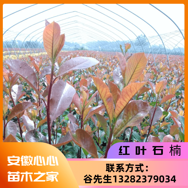 供應(yīng)安徽池州紅葉石楠-池州紅葉石楠批發(fā)商-池州紅葉石楠苗圃