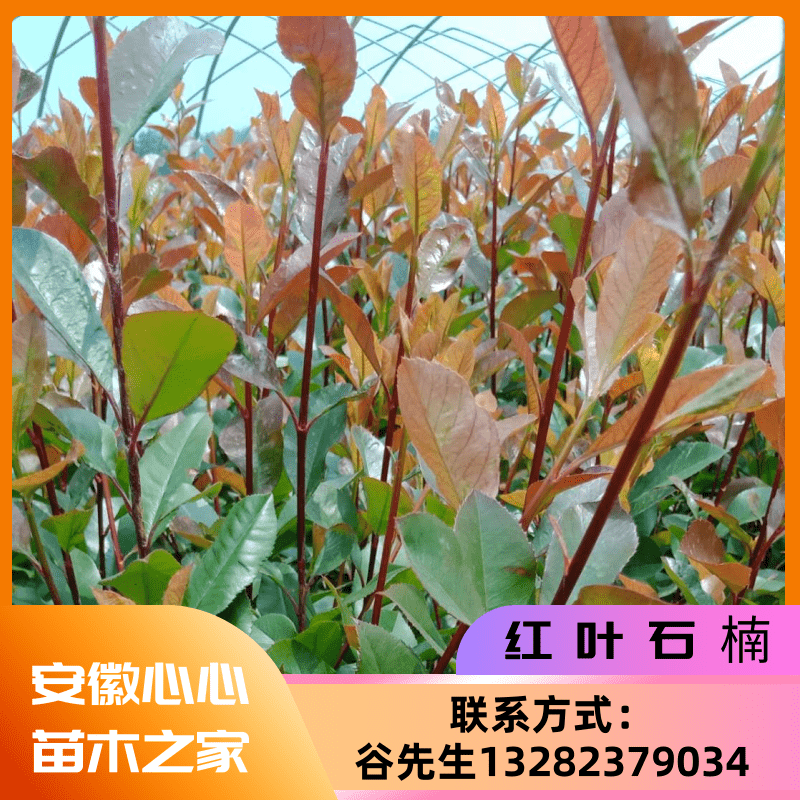 供應(yīng)安徽池州紅葉石楠-池州紅葉石楠批發(fā)商-池州紅葉石楠苗圃
