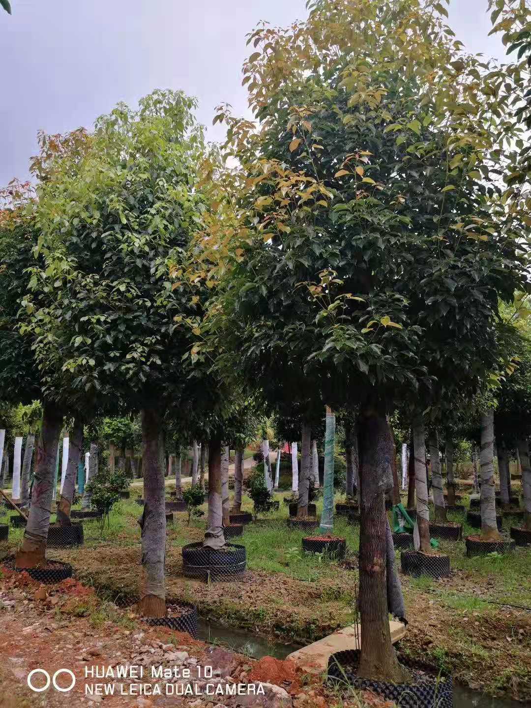 歡迎光臨-移植香樟出售 移植香樟價格-益陽市赫山區(qū)槽門灣苗木種植專業(yè)合作社