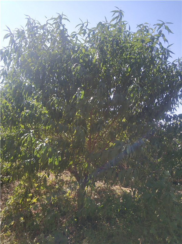 山東泰安@0-100公分@山桃  青藤苗木經(jīng)營(yíng)中心