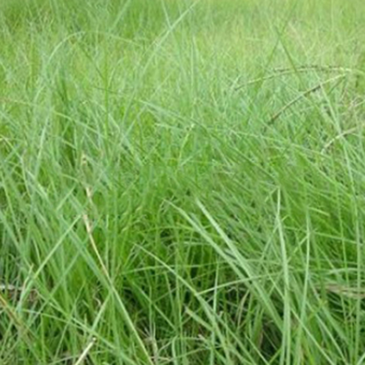 廣東廣州百喜草草籽草坪種子護坡固土種子多年生寬葉草草種 百喜草種子