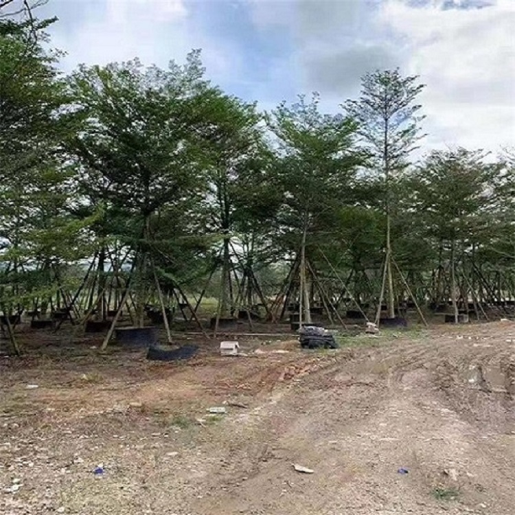 小葉欖仁批發(fā)基地品種規(guī)格齊全大量供應(yīng)