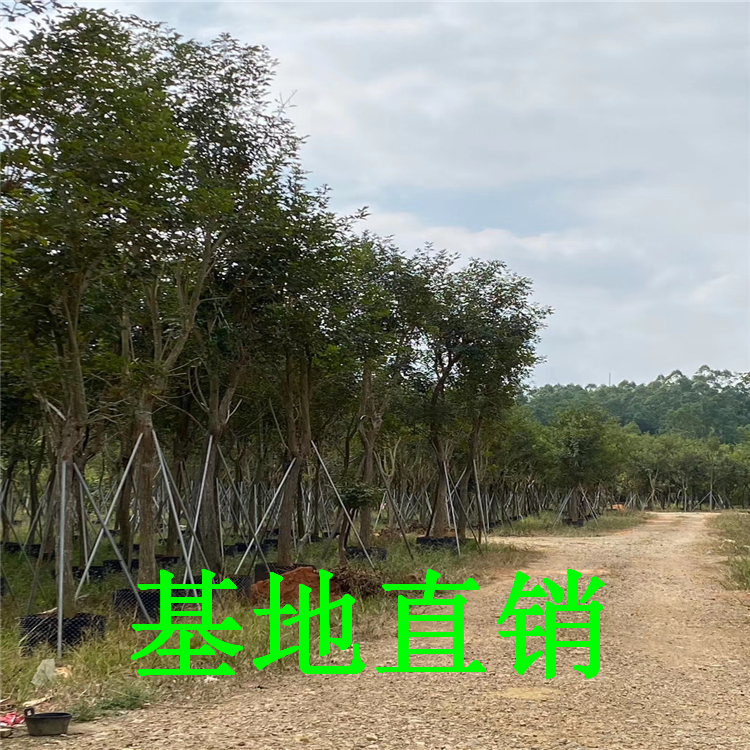 黃花風(fēng)鈴木 全冠多花風(fēng)鈴木批發(fā) 黃花風(fēng)鈴木移植苗價(jià)格