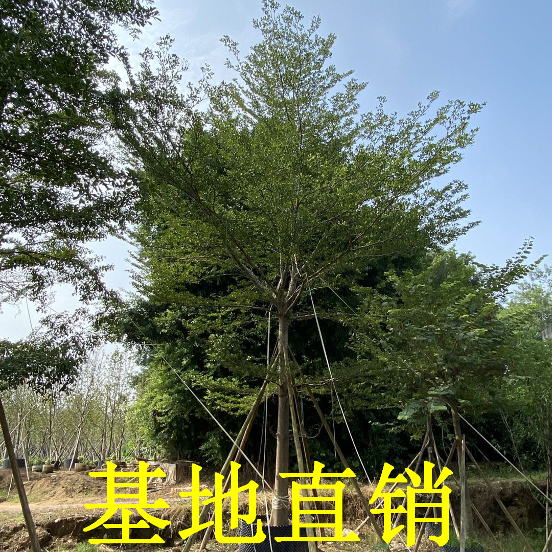 小葉欖仁樹苗價格、福建小葉欖仁樹苗種植