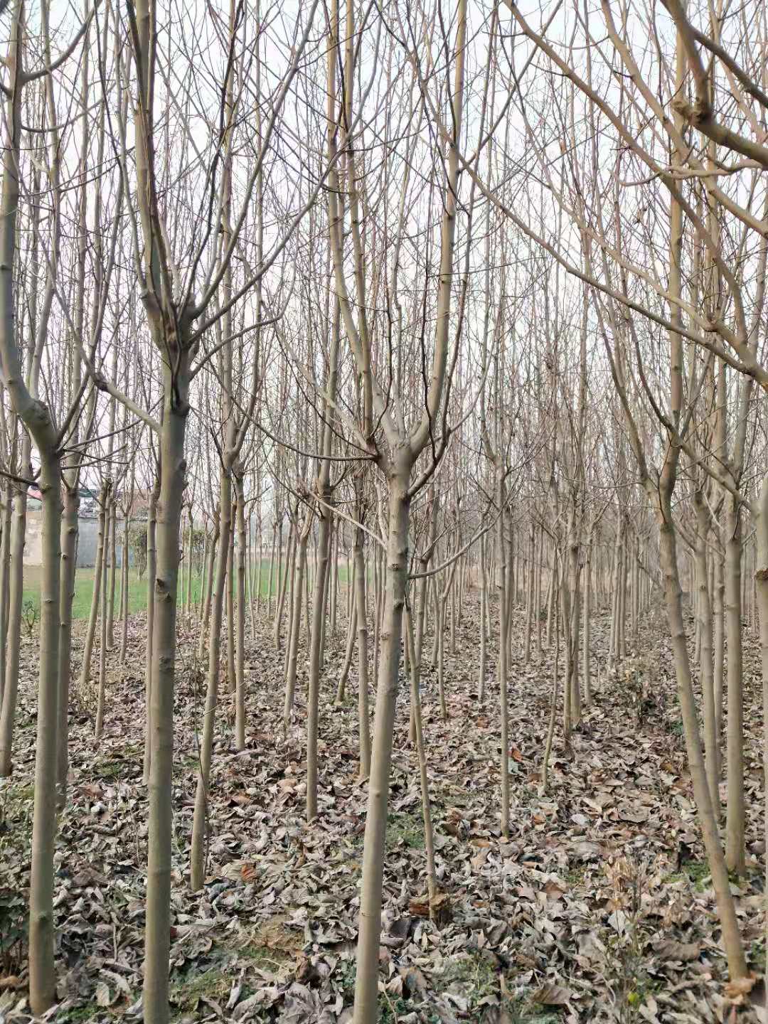 安徽白玉蘭電話、種植基地、供貨商【沭陽花木大*有限公司 】