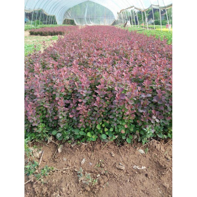 紫葉小檗哪里有  紫葉小檗廠家  紫葉小檗價格