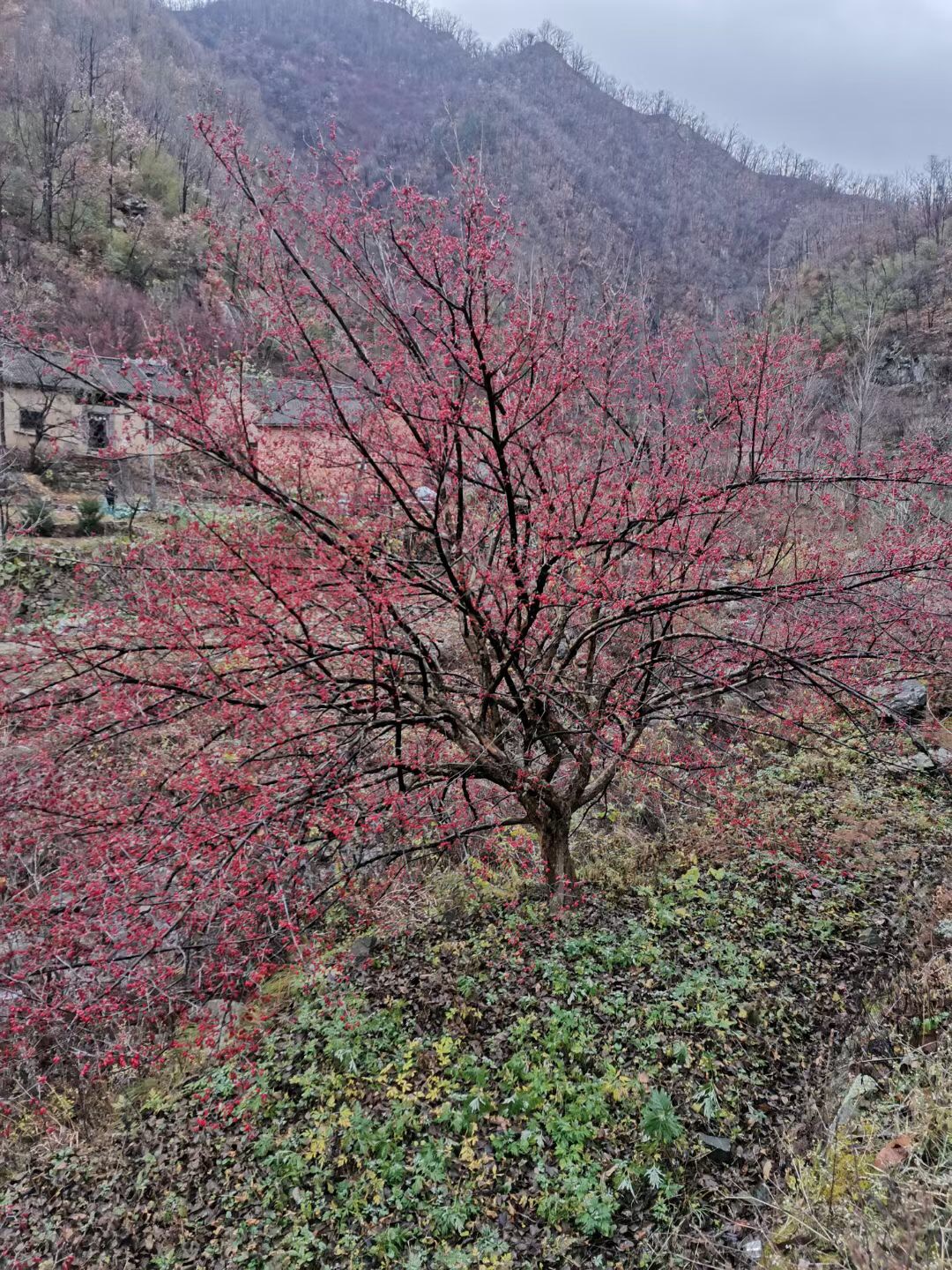 四川山茱萸批發(fā)、多少錢一棵、產(chǎn)地*【西峽縣幸林種苗合作社】