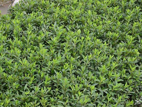 安徽映山紅產(chǎn)地供應(yīng)-映山紅批發(fā)報(bào)價(jià)-映山紅一棵多少錢-映山紅銷售電話