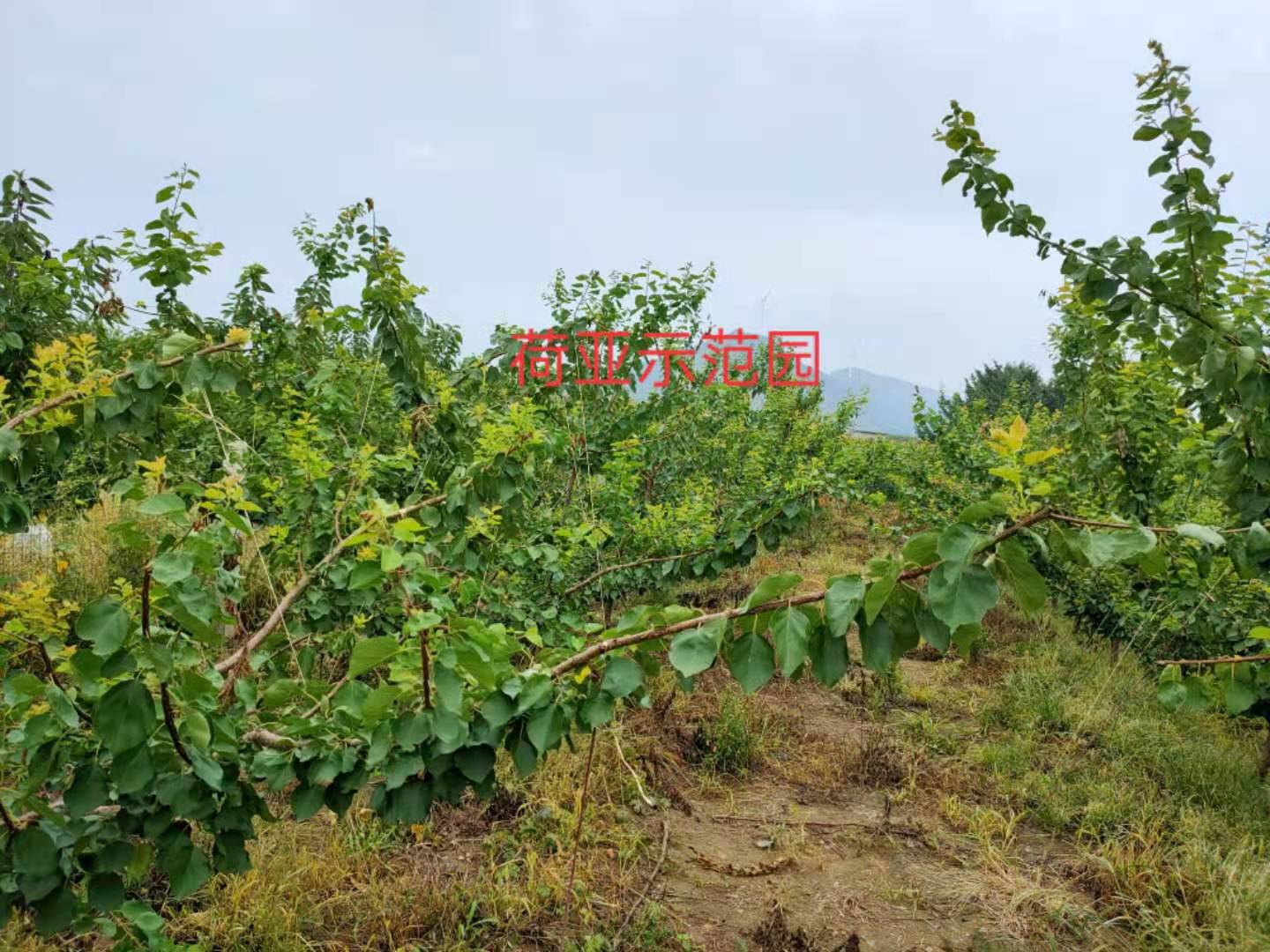 【好口碑】寧夏荷蘭香杏樹苗批發(fā) 寧夏荷蘭香杏樹苗一棵多少錢-棲霞市牙夼果業(yè)專業(yè)合作社